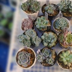 エケベリア12鉢セット多肉植物のサムネイル