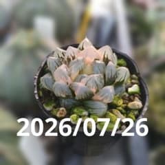 ハオルチア オブツーサ錦 水中月錦 98 抜き苗発送 第四種郵便物 - メルカリ