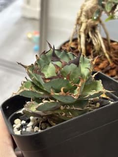 アガベ　ハデスのサムネイル