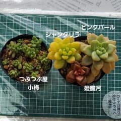 つぶつぶ屋 小梅 抜き苗 小苗 多肉植物 シャングリラ ピンクパール