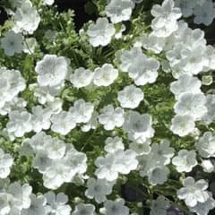 【花の種】一年草❤︎ネモフィラ・スノーストーム❤︎種100粒❤︎おまけつきのサムネイル