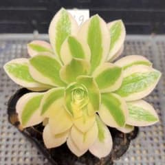 19#多肉植物❤️アエオニウム錦❤️ マイバッハ ❤️ 1大頭9cm拔き苗