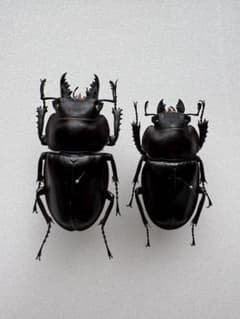 石垣 ヤエヤママルバネクワガタ ペア【標本】規制前野外品 - メルカリ