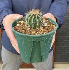 現品】サボテン：カルネギア サボテン 弁慶柱（べんけいちゅう） 5号