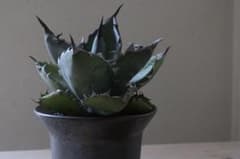 titanota Black & Blueのサムネイル