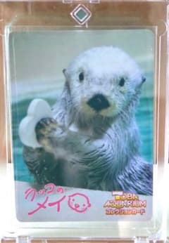 鳥羽水族館 ラッコ メイ コレクションカード 46 RARE - メルカリ