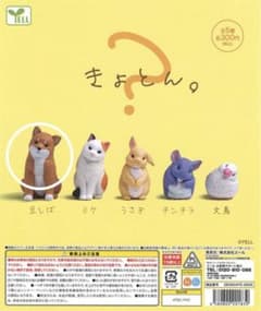 쿄톤. 가챠 콩 시바