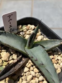 アガベ ブルーエンバー カキ子 発根済み 抜き苗発送 - メルカリ