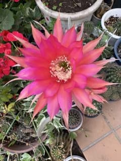 43 花サボテン　カキコ２個のサムネイル