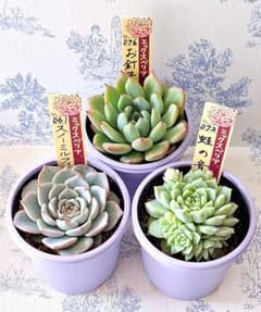 スノーミルフィーユ風の花もみじ飴札付きポットごとおらいさん苗バラ売り不可 Amazon.co.jp: ミックスベリア おらいさん苗 スノーミルフィーユ 多肉