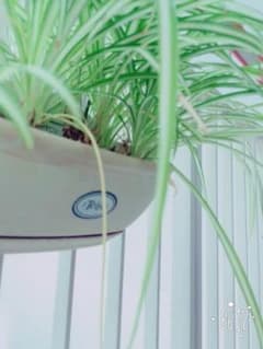 コキンちゃん。様のサムネイル
