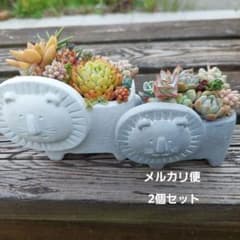 多肉植物寄せ植えそのまま飾れる 匿名発送 - メルカリ