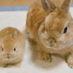 サトシ様専用です(o^^o)のサムネイル