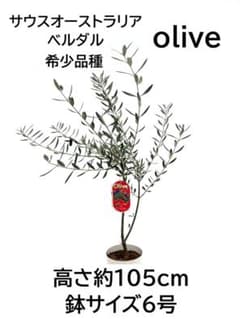 オリーブの木　サウスオーストラリアベルダル　6号　約105cm　NO.975 オリーブの木 サウスオーストラリアベルダル 6号 約105cm NO.975