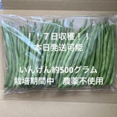 新鮮なインゲン豆 大容量パックのサムネイル