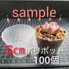 ⚪半透明 5㎝ポリポット×100個のサムネイル
