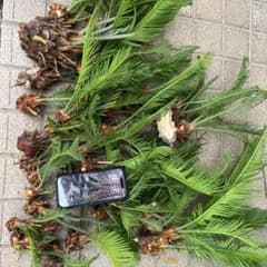 蘇轍　　ソテツのサムネイル