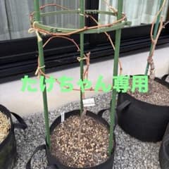 ブドウBKシードレス接木苗のサムネイル