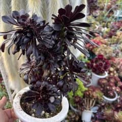 多肉植物。アエオニウム 真っ黒法師綴化抜き苗 - メルカリ