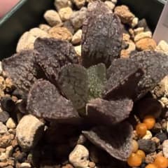 ハオルチア 指輪物語　モルドール　多肉植物のサムネイル