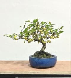 荒皮マユミ 皮割性 盆栽 実付き 真弓のサムネイル