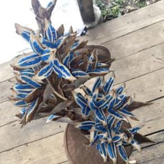 オオギバショウ、扇芭蕉、旅人の木、タビビトノキ - メルカリ