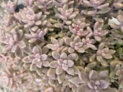 多肉植物 姫秀麗のサムネイル
