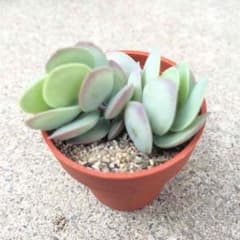 多肉植物 しじみ蝶のサムネイル