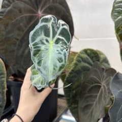 アロカシア ヴェノム Alocasia 'Venom' 管理番号s234 アロカシア ヴェノム Alocasia 'Venom' 管理番号s264 - メルカリ