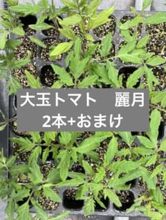 【訳あり】大玉トマトセル苗【麗月】のサムネイル