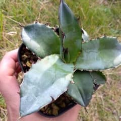 アガベ　ブラックアンドブルー　チタノタ　BBのサムネイル