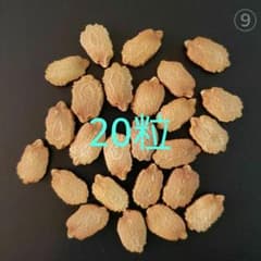 ⑨あばしゴーヤの種：20粒のサムネイル