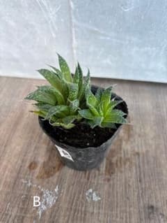 多肉植物　サボテン　アロエ苗　B