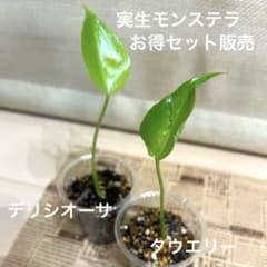 実生モンステラ デリシオーサ＆タウエリー セット⑥のサムネイル