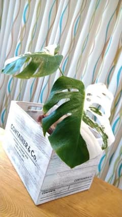 ❀斑入りモンステラ❀ハーフムーン新芽ありのサムネイル