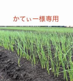 かてぃー様専用ネオアース玉ねぎ苗100本のサムネイル