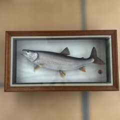 中禅寺湖レイクトラウト剥製 額縁入り 魚 標本 - メルカリ