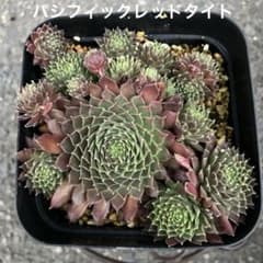 センペルビウム パシフィックレッドタイト 抜き苗 ポットの中全て