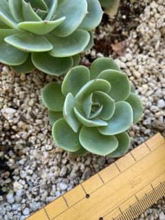 七福神　多肉植物　抜き苗③のサムネイル