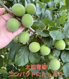 青梅 大粒 コンパクトにたっぷり！！1.2kg前後のサムネイル