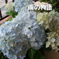 ⑤アジサイ「雨の物語」10.5cmポット苗 KAMOセレクション - メルカリ