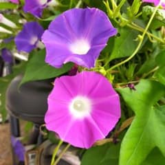 朝顔の種　200粒のサムネイル