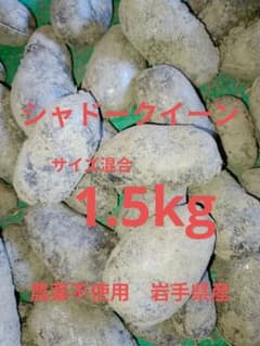 기적의 보라색! 선명한 가운데까지 진한 보라색 감자 "그림자 여왕" 1.5kg