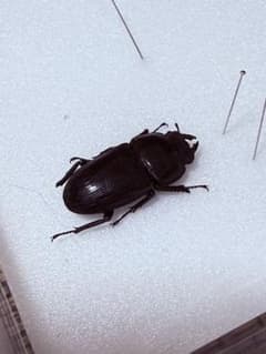 【超貴重】新潟県佐渡島WDオオクワガタ♀ 超貴重】新潟県佐渡島WDオオクワガタ♀ - メルカリ