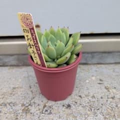 【メルカリ便】　札付き　おらいさん苗　おまとめ 札付き】おらいさん苗 おまとめ - メルカリ