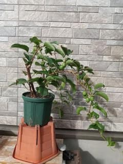 サルナシの鉢植え 発送不可 北海道 北海道余市でコクワ(サルナシ)を栽培し、販売しています