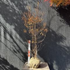 コバノミツバツツジ 大株 【品番3443】 - メルカリ