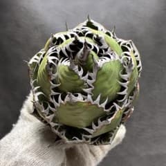 アガベ ホリダ 極上株 極上強刺 Agave horrida 球状株 - メルカリ