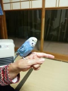 まろんさん専用のサムネイル