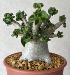 激レア/獅子葉/アデニウム/極美】ドーセットホーン アデニウム 鉢植え